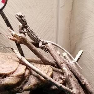 Meet your Posher, Damon